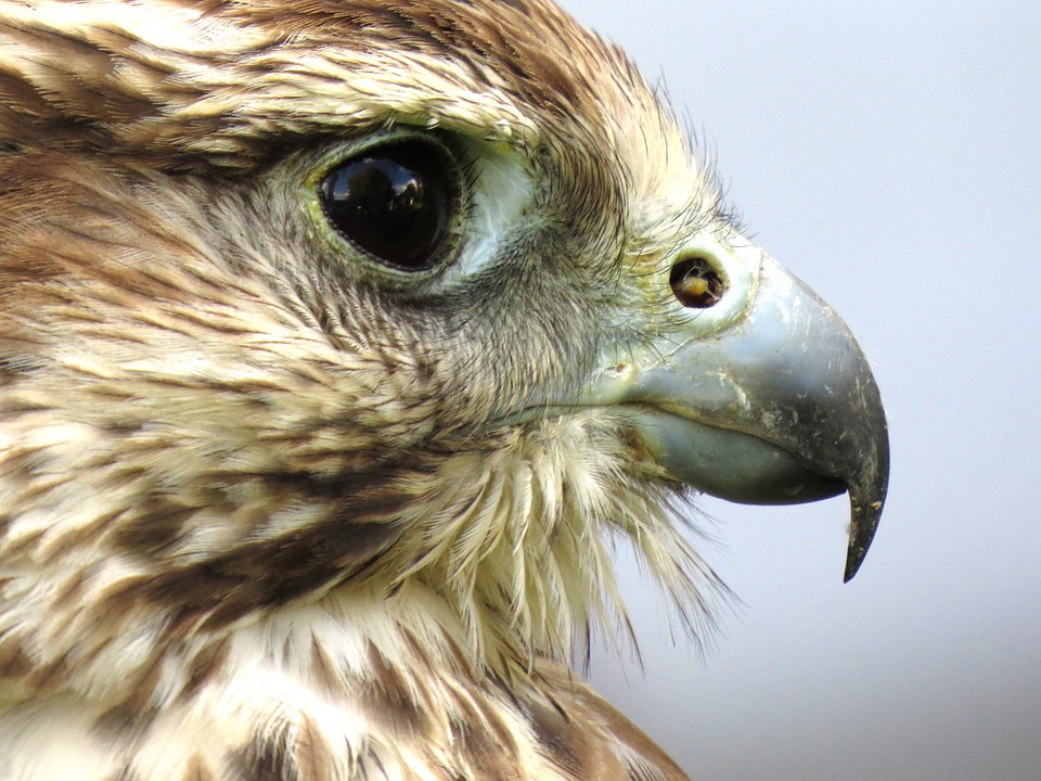 See Jackson Hole wildlife in action at the Teton Raptor Center
