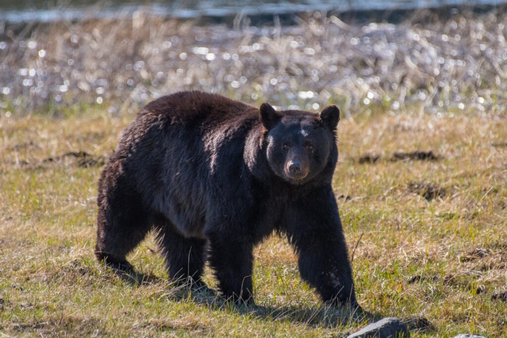 The miracles and mysteries of bear hibernation