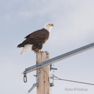 The bald eagle, among the proudest of the wildlife of Jackson Hole.