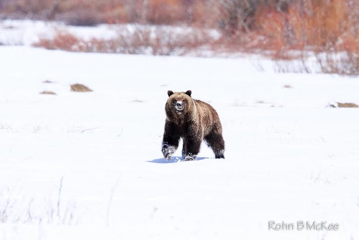 Jackson Hole Wildlife Part 2: Grizzly Bears