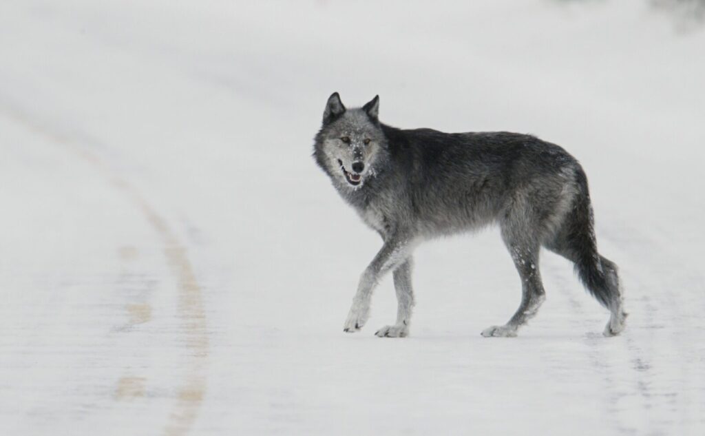 Jackson Hole Wildlife, Part 3: Gray Wolves