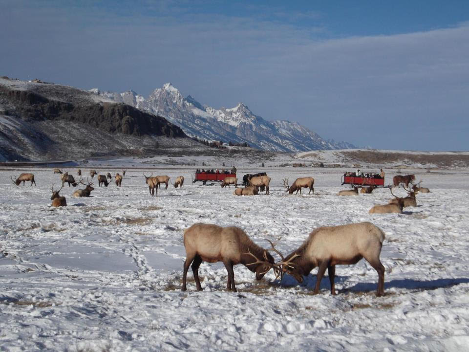 5 Reasons You Should Go on the Elk Refuge Sleigh Ride! 2020/2021 Season