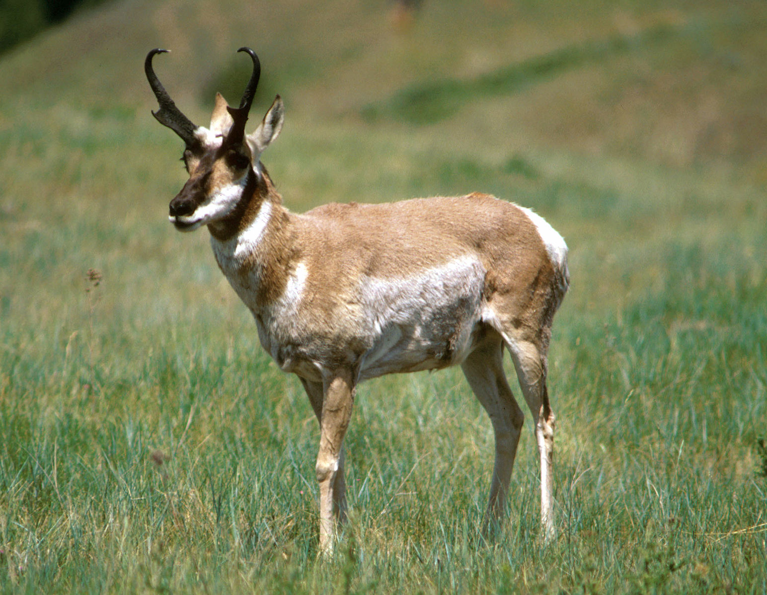 Jackson Hole Wildlife, Part 4: Pronghorn