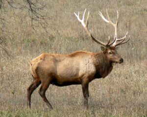 elk