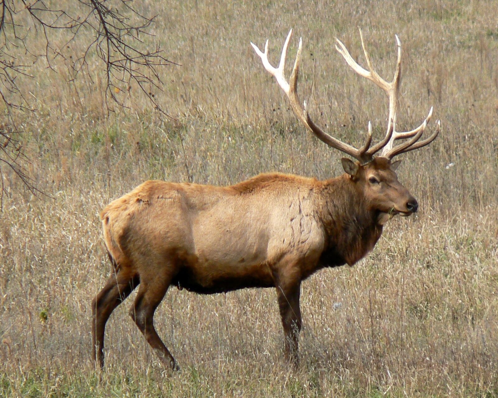 Jackson Hole Wildlife, Part 5: Elk