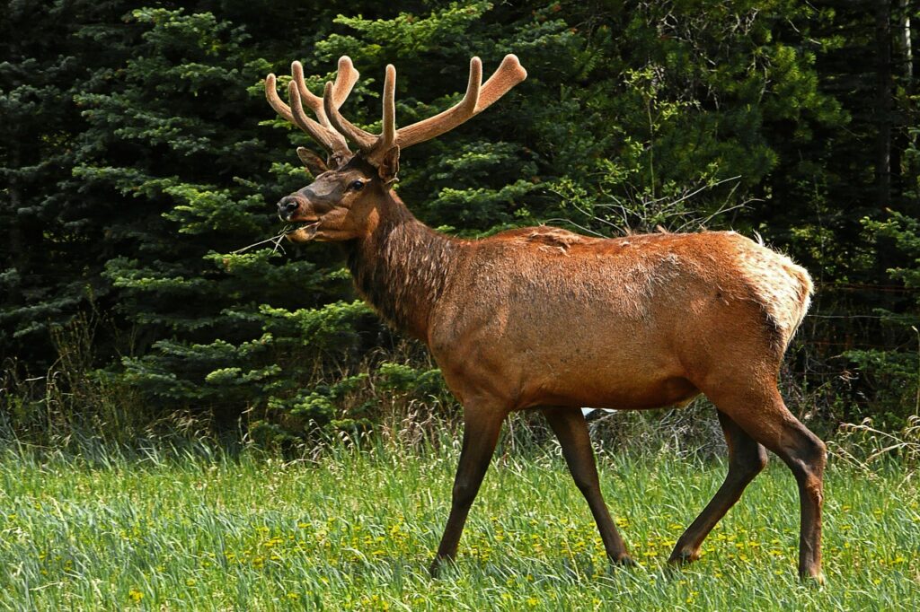 Calling All Elk Enthusiasts!
