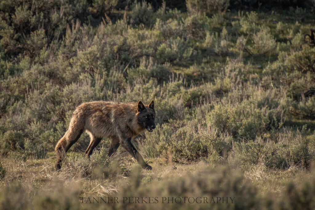 Wolves in Yellowstone