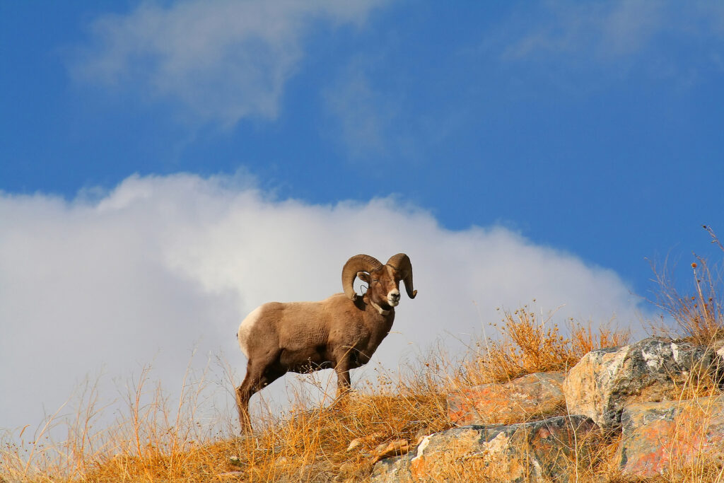 Jackson Hole Wildlife, Part 7: Bighorn Sheep
