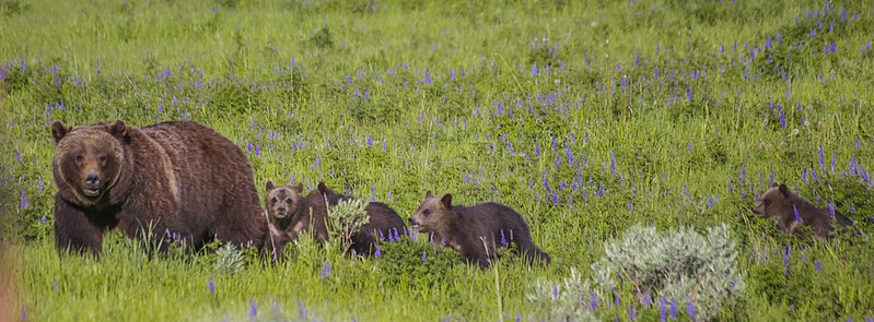 Catching Up with Grizzly 399