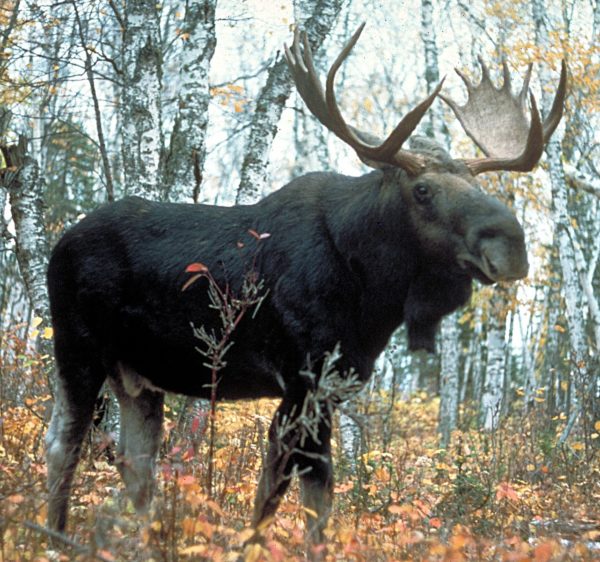 A moose.