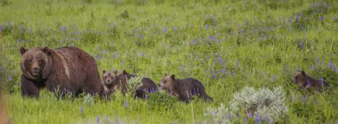 Grizzly 399 and her four cubs near Signal Mountain Lodge