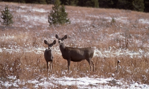 1922_911_Jackson_Hole_Wyoming_Mule_Deer_md