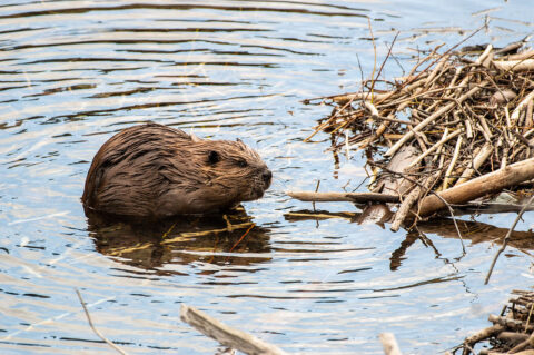 Beavers in Jackson Hole