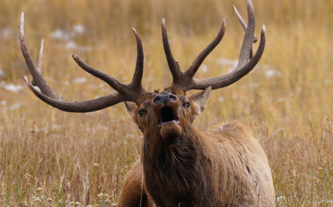 An elk bugling during elk rut.