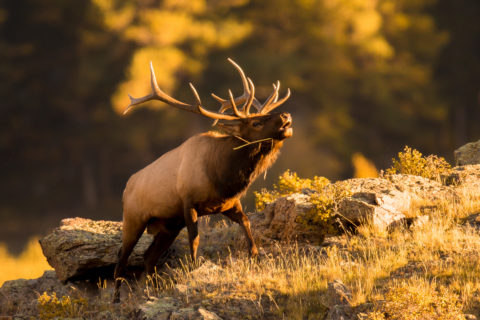 Elk bugling during elk rut