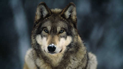 A wolf looking at you.