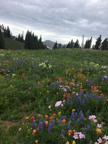 Wildflowers