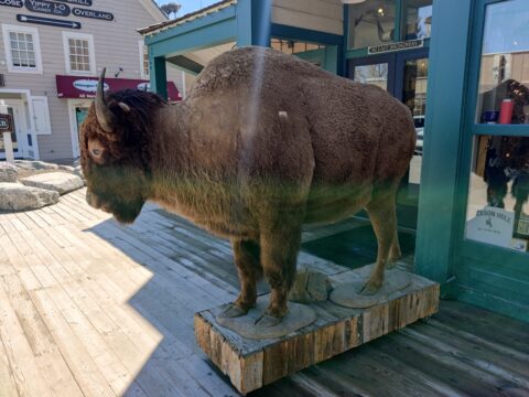 A bison near the Jackson Hole Town Square.