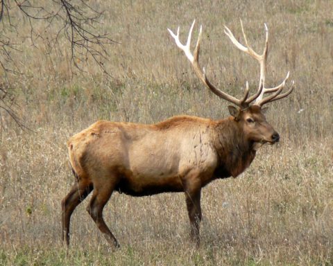 Elk deer best sale