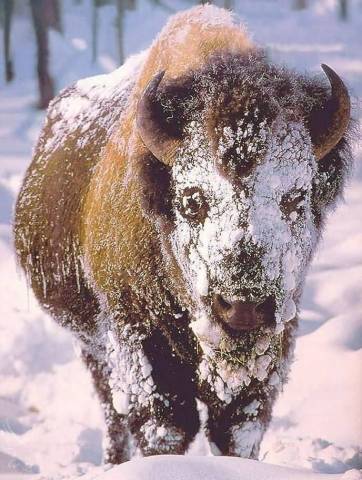 Snow-Covered-Buffalo-688x911