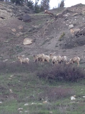 Note the elk photobomb at the top of the picture.