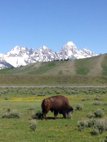 Bison only live in pretty places.
