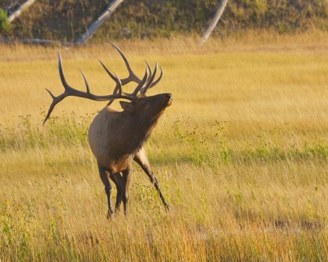Bugling Elk in Jackson Hole's Elk Refuge
