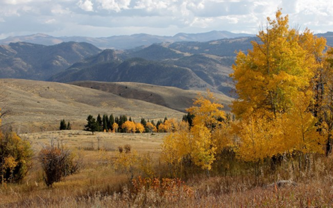 Fall in love with fall in Jackson Hole.