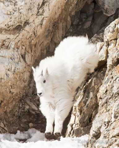 Mountain goat hunting in Jackson Hole. 