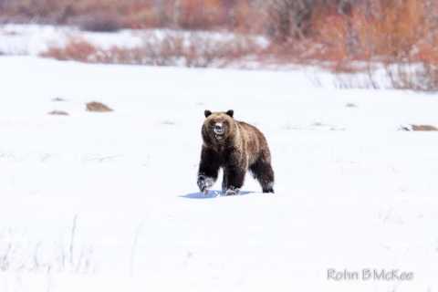 A bear in a white field.