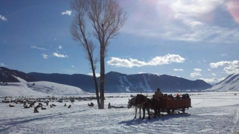 It's lovely weather for a sleighride together with you . . . and a bunch of elk.