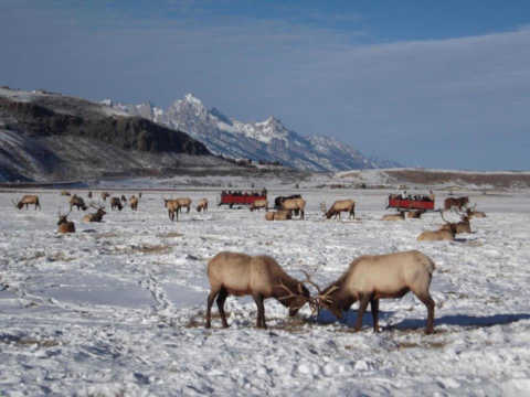 Elk Refuge