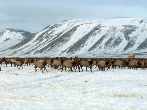 Sleigh ride national elk refuge