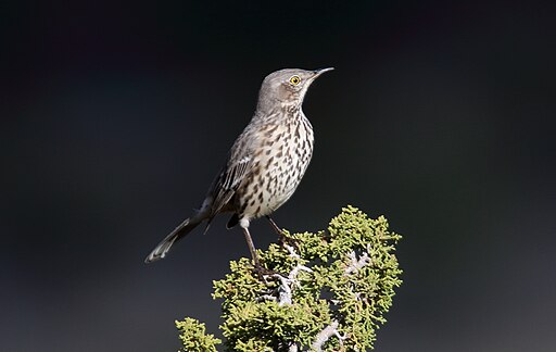 Birdwatching in Wyoming