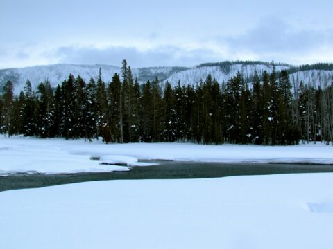 Yellowstone in Winter