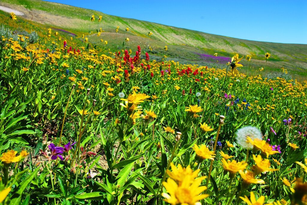 Wildflowers of Grand Teton