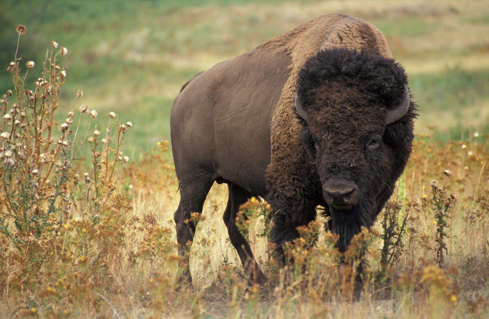 Bison vs. Buffalo: What’s the Difference?