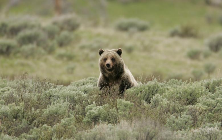 Catching up with Grizzly 399 … again