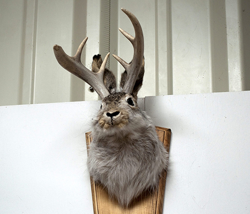 The Legend of the Jackalope