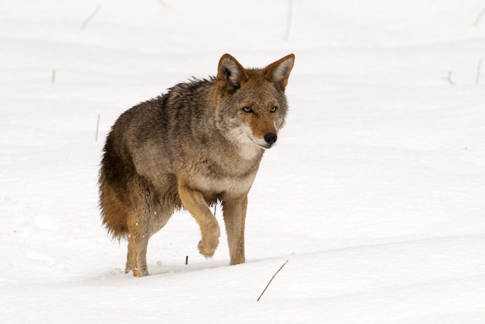 Wildlife of Jackson Hole: Coyotes - Flat Creek Inn
