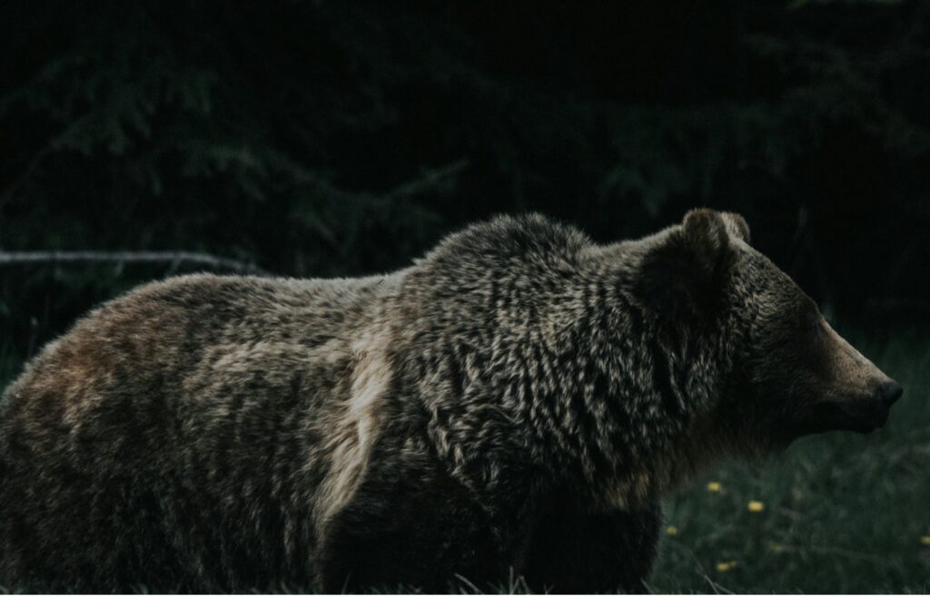 Unlikely But True: Mountain Climber Grizzlies