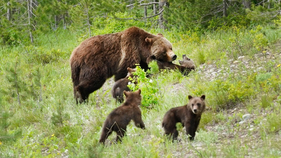 Grizzly 399