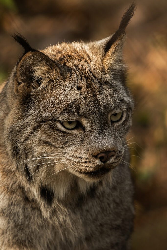 The Lynx: The Rarest Cat in Yellowstone