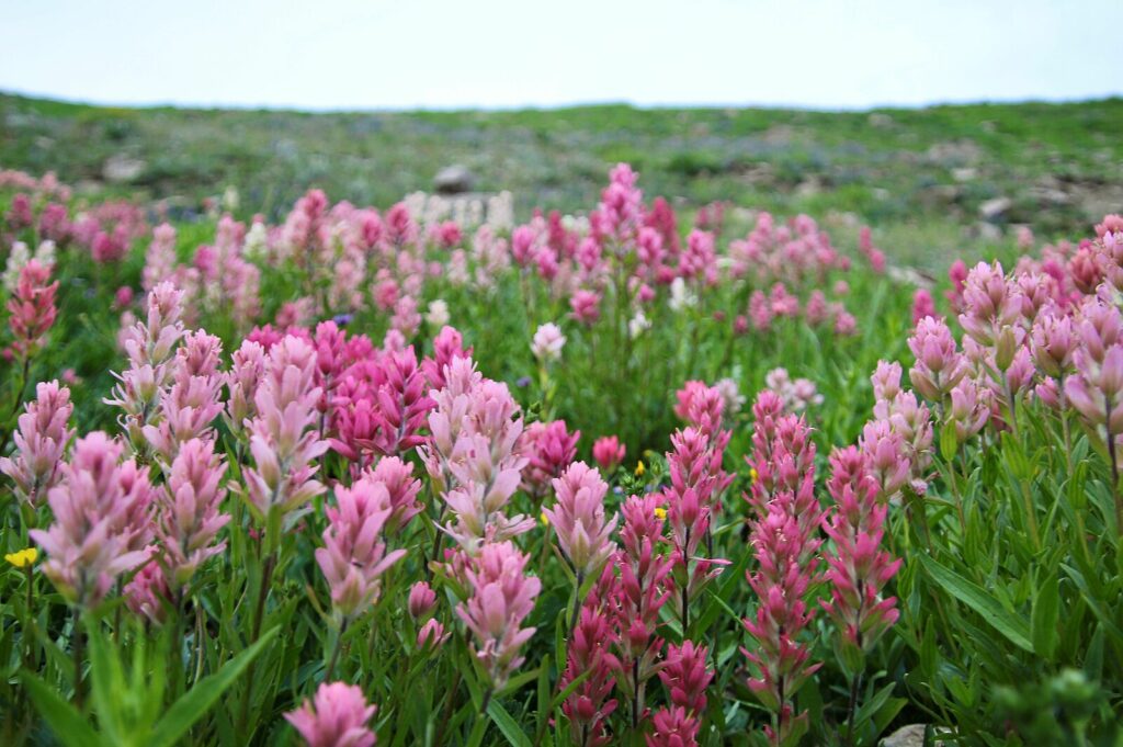 Wildflowers of Grand Teton, Part 2