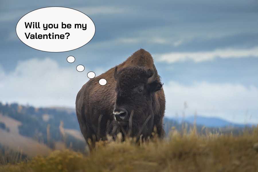 Swipe Right: Jackson Hole Animal Dating Profiles