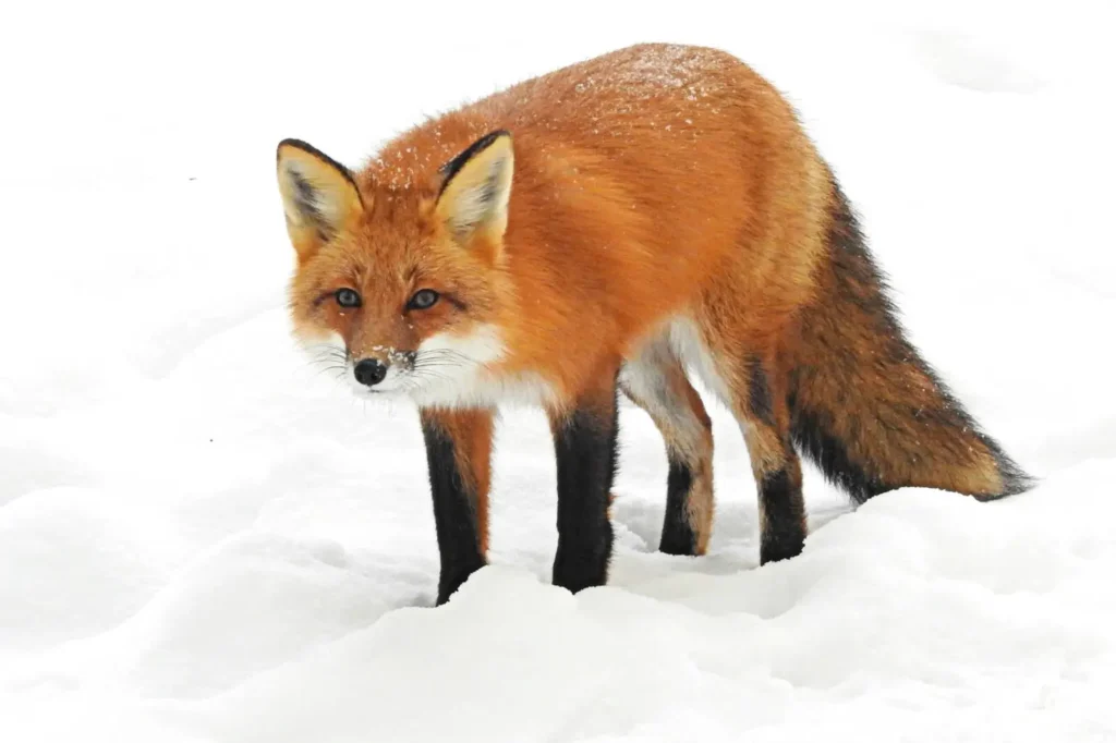weird animal encounters in jackson hole