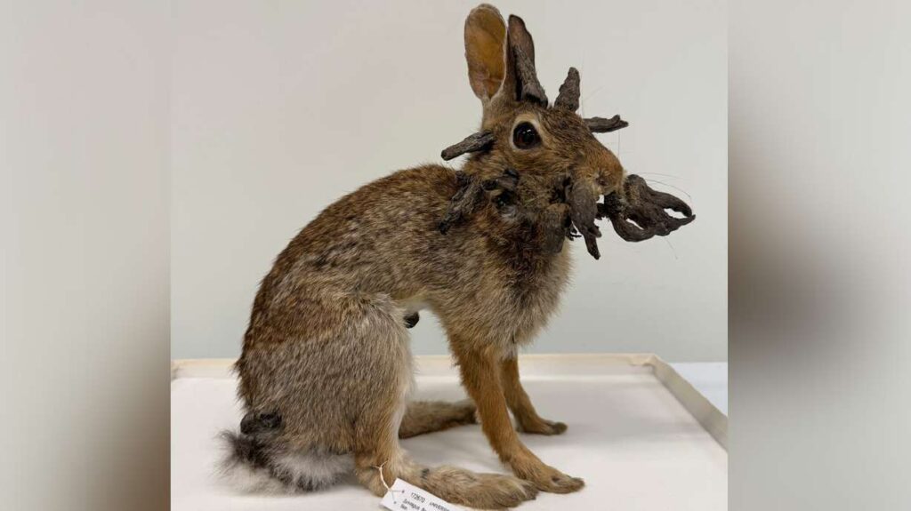 A picture of a rabbit with growths that may have inspired the legend of the jackalope