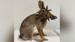 A picture of a rabbit with growths that may have inspired the legend of the jackalope