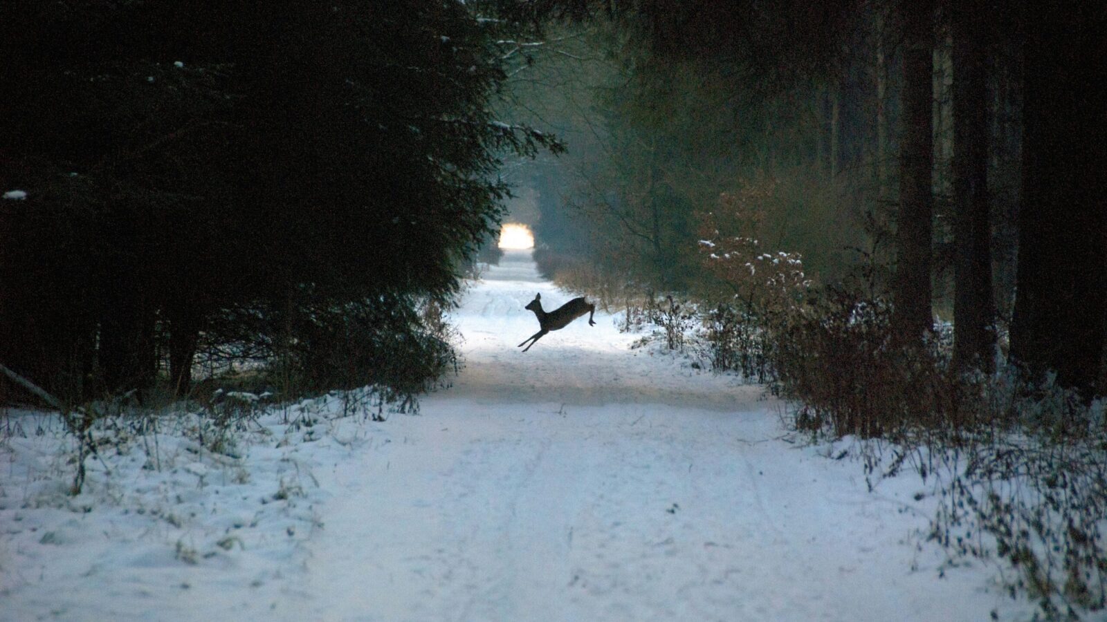 Real-Life Flying Deer
