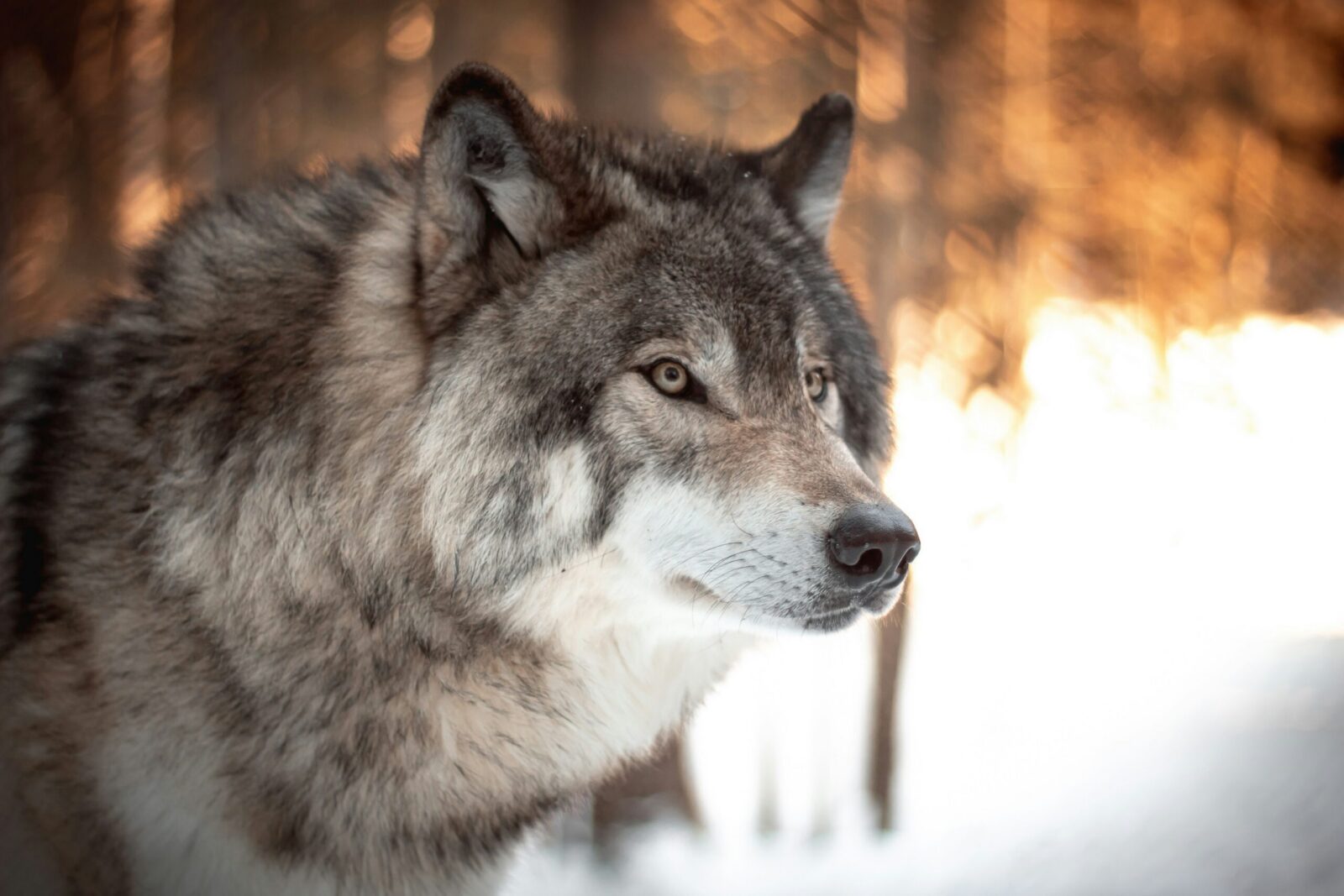 The Chronicles of Yellowstone Wolves